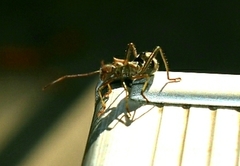 Alydidae
