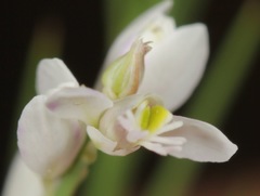 Polygala hemipterocarpa