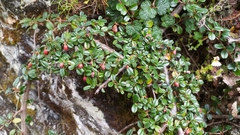 Cotoneaster morrisonensis