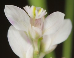 Polygala hemipterocarpa