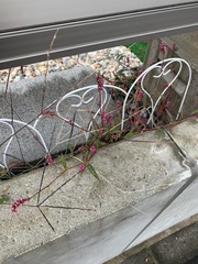 Persicaria longiseta