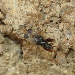 Pseudopamera nitidula