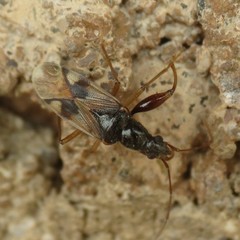 Pseudopamera nitidula