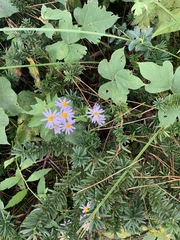 Aster microcephalus