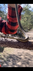 Thamnophis errans