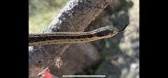 Thamnophis errans