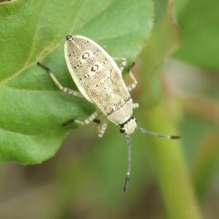 Catorhintha selector