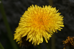 Taraxacum officinale