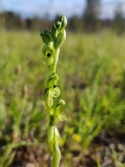 Pterostylis bicolor