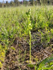 Pterostylis bicolor