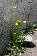 Taraxacum officinale