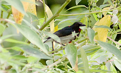 Scarlet-Collared Flowerpecker photo 3