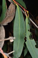 Eucalyptus falciformis