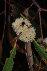Eucalyptus falciformis