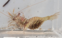 Heptacarpus pugettensis