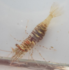 Heptacarpus pugettensis