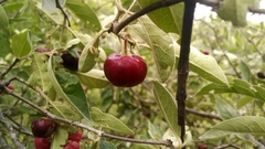 Malpighia mexicana