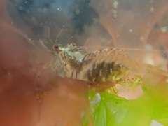 Heptacarpus pugettensis