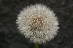 Taraxacum officinale