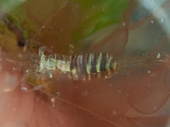 Heptacarpus pugettensis