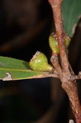Eucalyptus falciformis