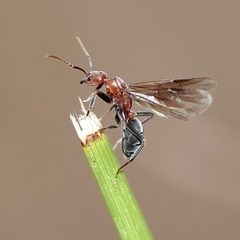 Papyrius nitidus