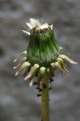 Taraxacum officinale