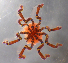 Anoplodactylus evansi