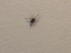 Araneae