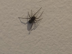 Araneae
