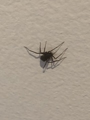 Araneae