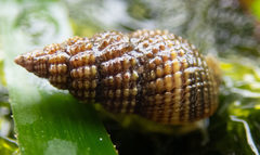 Nassarius mendicus