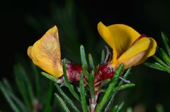 Pultenaea mollis