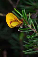 Pultenaea mollis