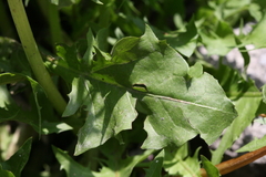 Taraxacum officinale