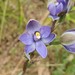 Forest Sun Orchid - Photo (c) Garry French, some rights reserved (CC BY-NC)