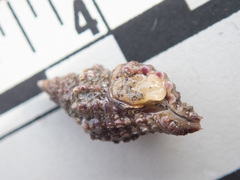 Paciocinebrina interfossa