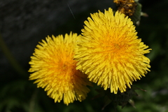 Taraxacum officinale