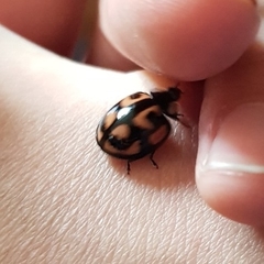 Aiolocaria hexaspilota