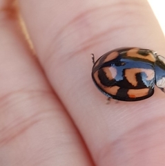 Aiolocaria hexaspilota