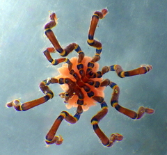 Anoplodactylus evansi