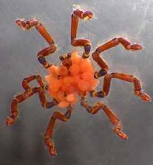 Anoplodactylus evansi