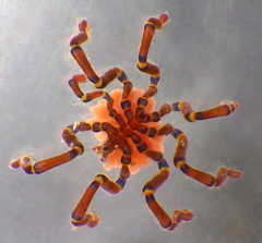 Anoplodactylus evansi