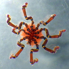 Anoplodactylus evansi