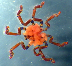 Anoplodactylus evansi