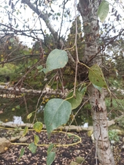 Betula oycoviensis