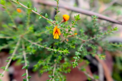 Pultenaea gunnii