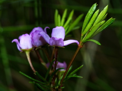 Boronia pilosa