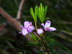 Boronia pilosa