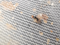 Elachiptera megaspis